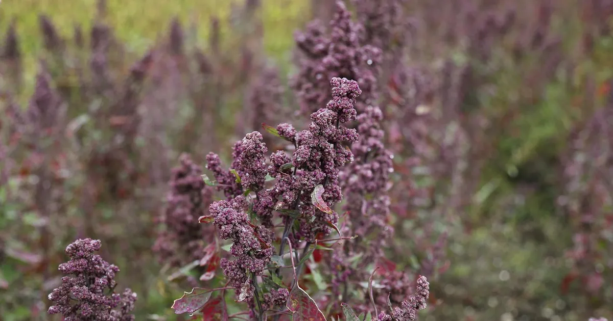 quinoa, agriculture, field