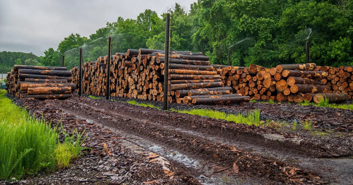 Large stacks of timber logs in an outdoor forest yard on a cloudy day.