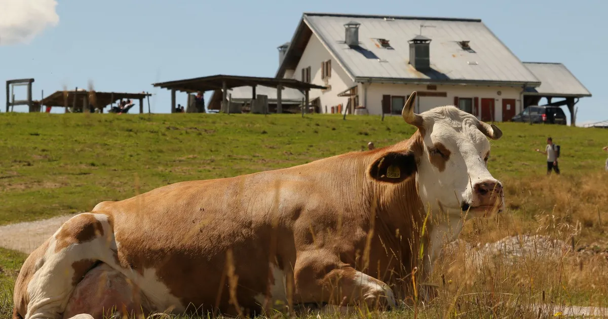 Close-up of a brown cow lying in a field near a rustic farmhouse on a sunny day.